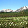 栂池自然園